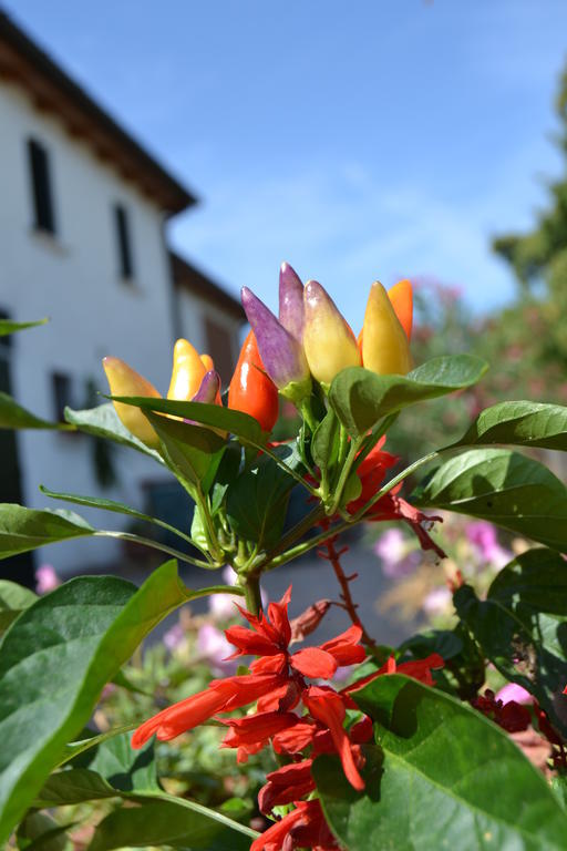 Country House Bucaneve Rovolon Dış mekan fotoğraf